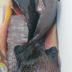 伊豆下田フィッシング 釣果