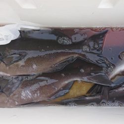 伊豆下田フィッシング 釣果