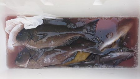 伊豆下田フィッシング 釣果