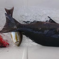 伊豆下田フィッシング 釣果