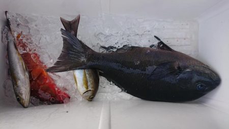 伊豆下田フィッシング 釣果