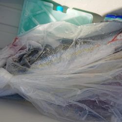 伊豆下田フィッシング 釣果