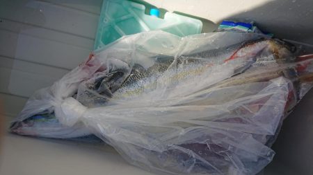 伊豆下田フィッシング 釣果