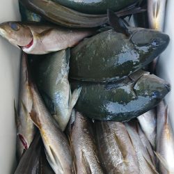 伊豆下田フィッシング 釣果