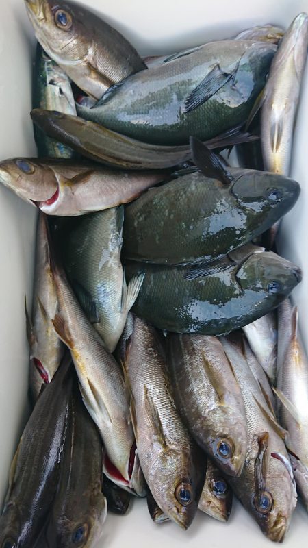 伊豆下田フィッシング 釣果