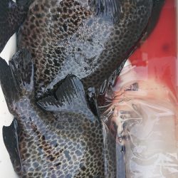 伊豆下田フィッシング 釣果