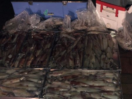 幸風（さちかぜ） 釣果