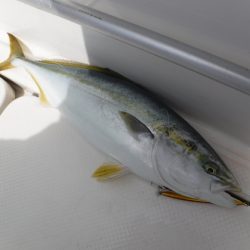 BlueNote Fishing Taxi 釣果