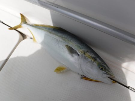 BlueNote Fishing Taxi 釣果