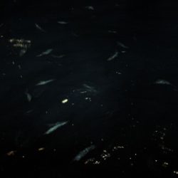 真祐丸 （しんゆうまる） 釣果