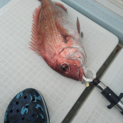 遊漁船ブルーウッズ 釣果