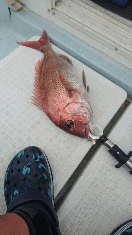 遊漁船ブルーウッズ 釣果