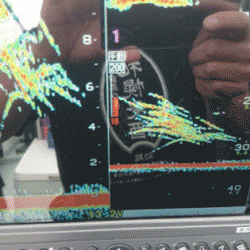 遊漁船ブルーウッズ 釣果
