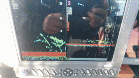 遊漁船ブルーウッズ 釣果