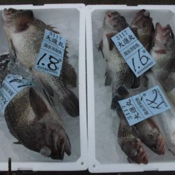 大進丸(新潟) 釣果