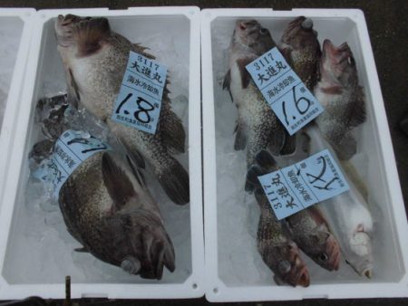 大進丸(新潟) 釣果