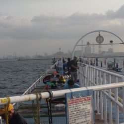 オリジナルメーカー海づり公園(市原市海づり施設) 釣果