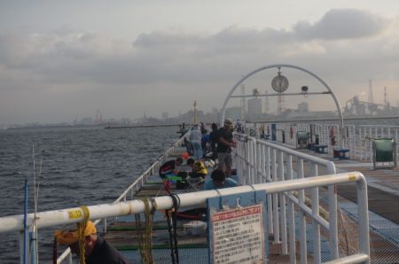 オリジナルメーカー海づり公園(市原市海づり施設) 釣果