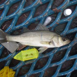 オリジナルメーカー海づり公園(市原市海づり施設) 釣果