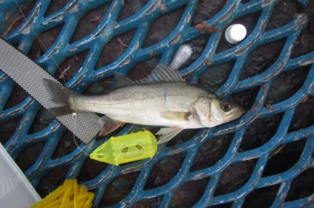 オリジナルメーカー海づり公園(市原市海づり施設) 釣果