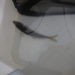 オリジナルメーカー海づり公園(市原市海づり施設) 釣果