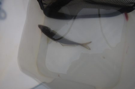 オリジナルメーカー海づり公園(市原市海づり施設) 釣果