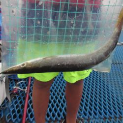 オリジナルメーカー海づり公園(市原市海づり施設) 釣果