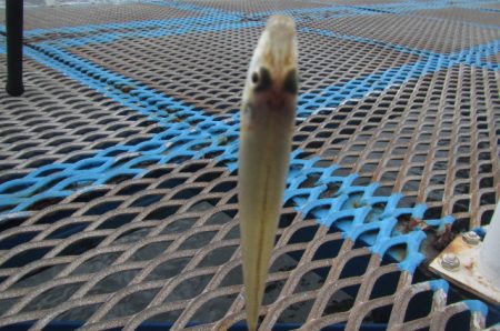 オリジナルメーカー海づり公園(市原市海づり施設) 釣果