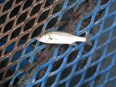 オリジナルメーカー海づり公園(市原市海づり施設) 釣果