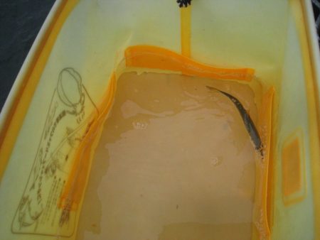 オリジナルメーカー海づり公園(市原市海づり施設) 釣果