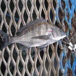 オリジナルメーカー海づり公園(市原市海づり施設) 釣果