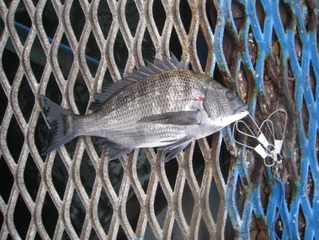 オリジナルメーカー海づり公園(市原市海づり施設) 釣果