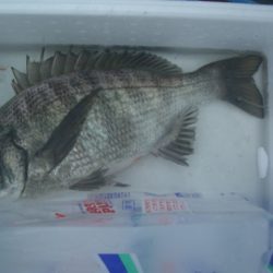 オリジナルメーカー海づり公園(市原市海づり施設) 釣果