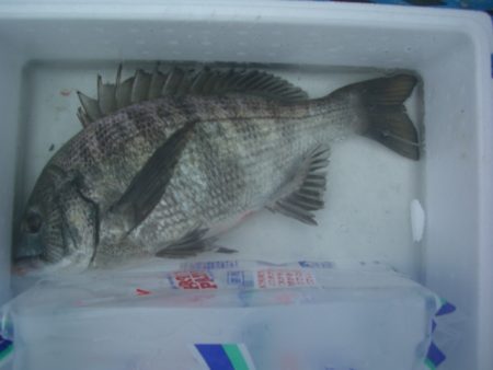 オリジナルメーカー海づり公園(市原市海づり施設) 釣果