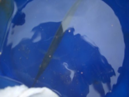 オリジナルメーカー海づり公園(市原市海づり施設) 釣果