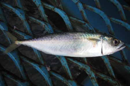 オリジナルメーカー海づり公園(市原市海づり施設) 釣果