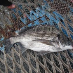 オリジナルメーカー海づり公園(市原市海づり施設) 釣果