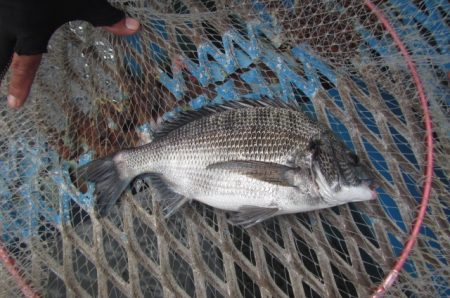 オリジナルメーカー海づり公園(市原市海づり施設) 釣果