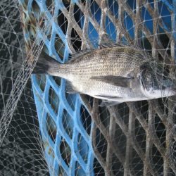 オリジナルメーカー海づり公園(市原市海づり施設) 釣果