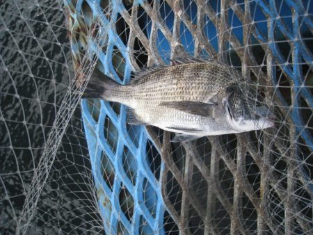 オリジナルメーカー海づり公園(市原市海づり施設) 釣果