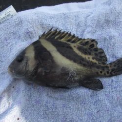 オリジナルメーカー海づり公園(市原市海づり施設) 釣果