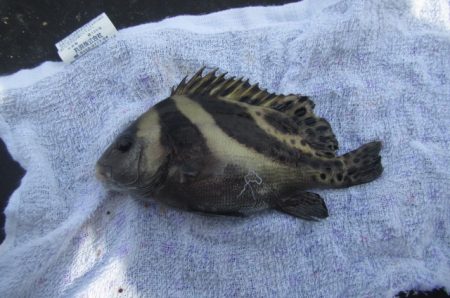 オリジナルメーカー海づり公園(市原市海づり施設) 釣果