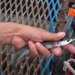 オリジナルメーカー海づり公園(市原市海づり施設) 釣果