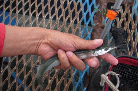 オリジナルメーカー海づり公園(市原市海づり施設) 釣果