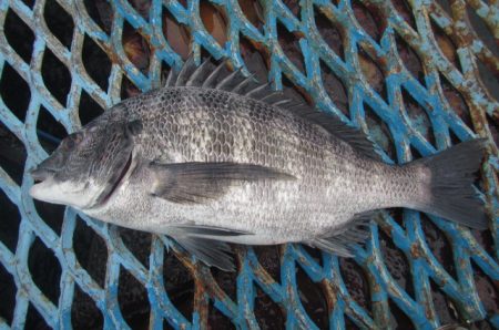 オリジナルメーカー海づり公園(市原市海づり施設) 釣果