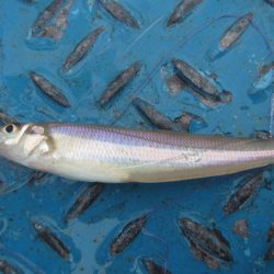 オリジナルメーカー海づり公園(市原市海づり施設) 釣果