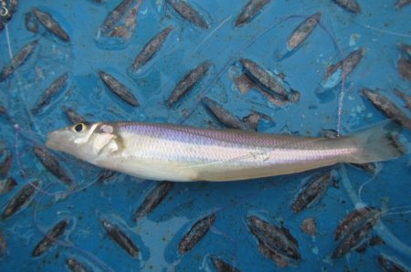 オリジナルメーカー海づり公園(市原市海づり施設) 釣果