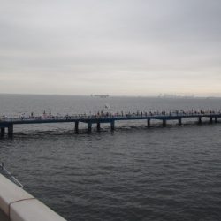 オリジナルメーカー海づり公園(市原市海づり施設) 釣果