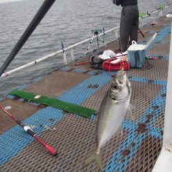 オリジナルメーカー海づり公園(市原市海づり施設) 釣果