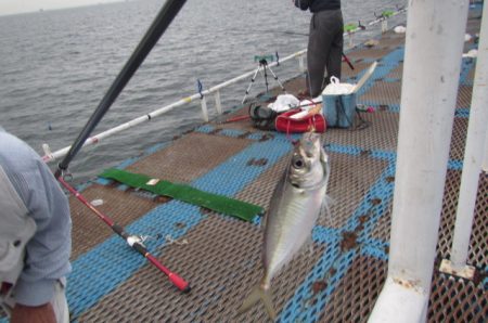 オリジナルメーカー海づり公園(市原市海づり施設) 釣果